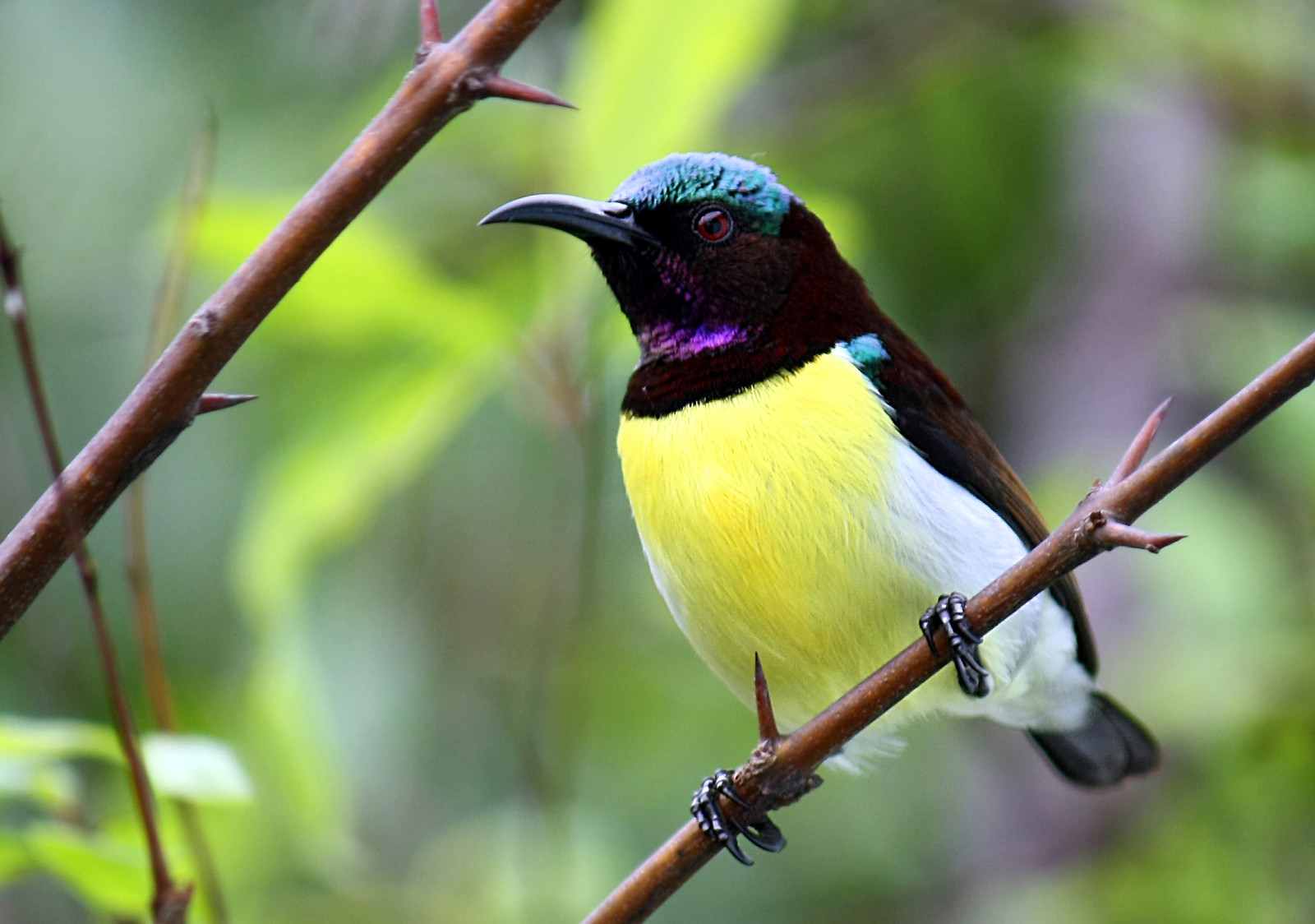 image Purple-rumped Sunbird